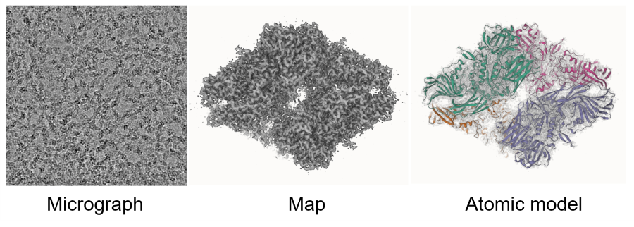 Stages of Cryo-EM of a protein