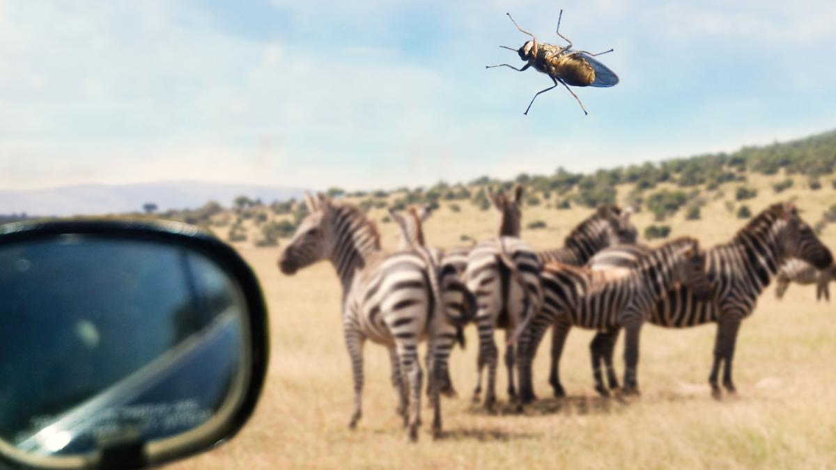 African trypanosomes have evolved to spread without tsetse flies, which normally transmit the illness in sub-Saharan Africa.