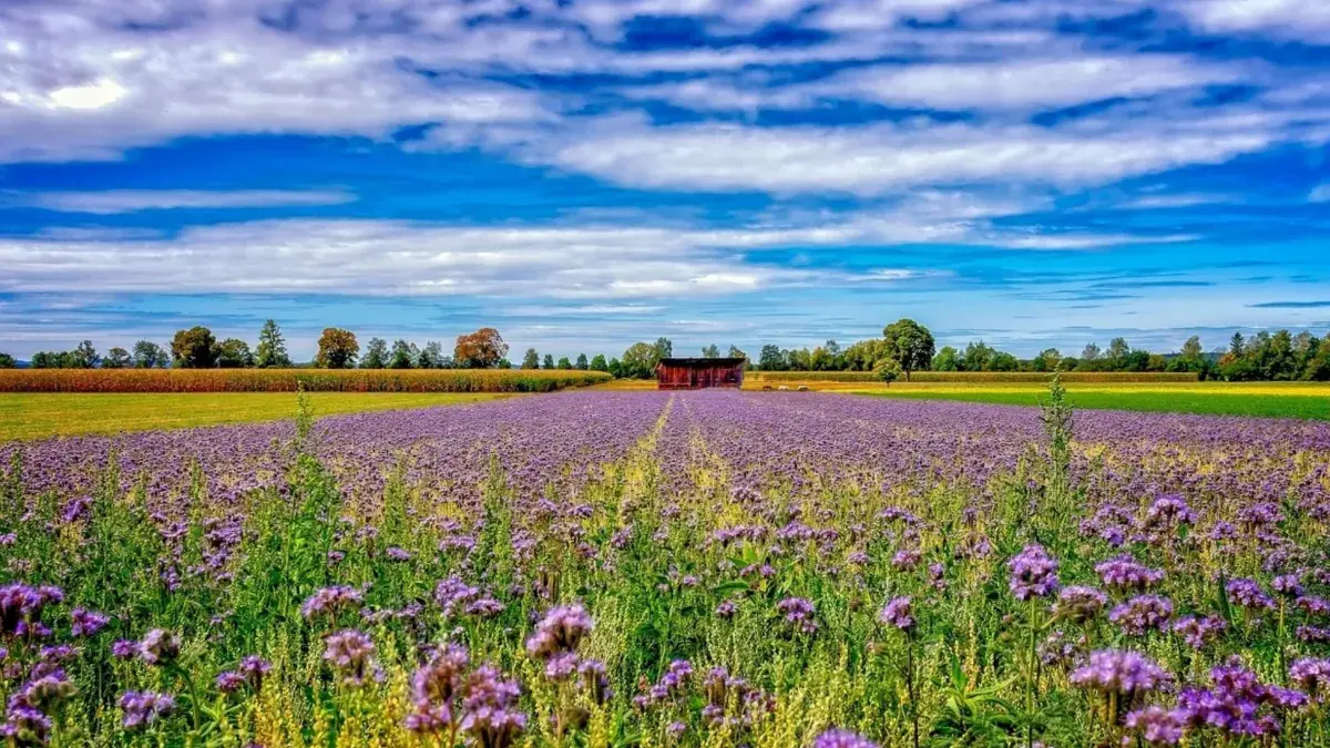 Agricultural landscape