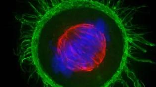 Cell dividing
