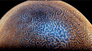 Frog egg cell with wave-like pattern the surface