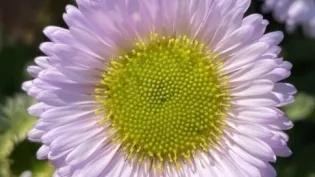 Spirals described by the Fibonacci sequence seen in the flower of a seaside daisy. Photo credit-Dr Sandy Hetherington