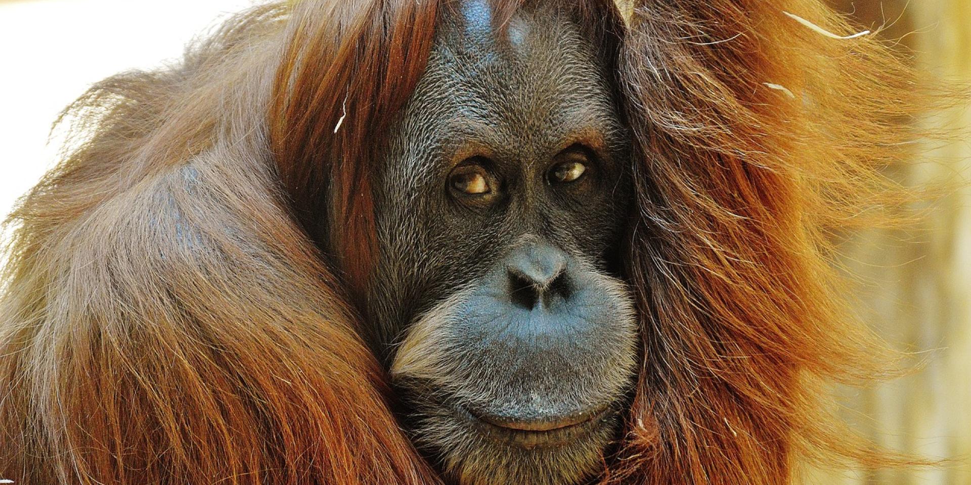 Orang Utan 