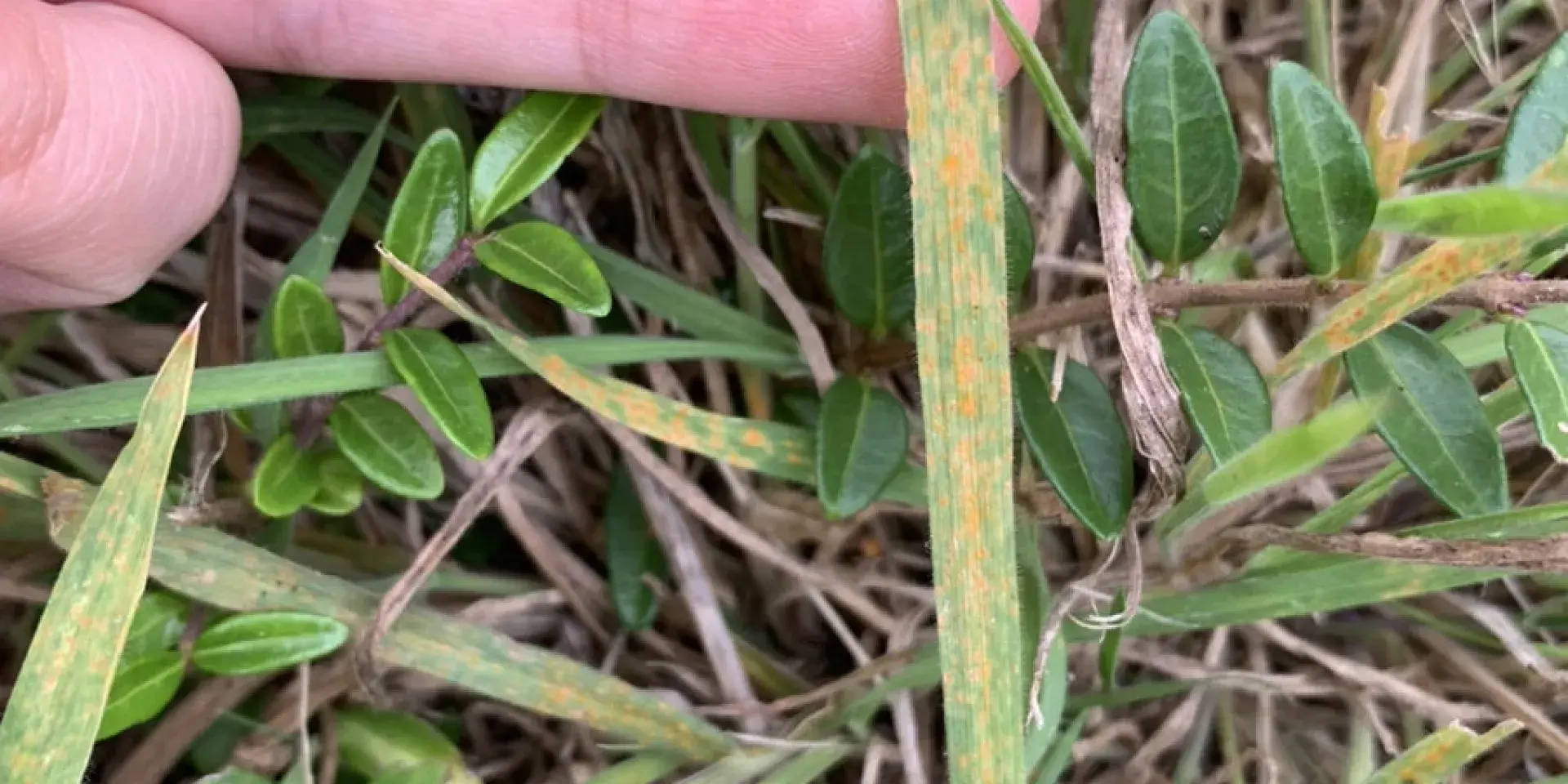 Rust infected on grass