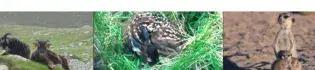 Three images (from left to right): two Soay sheep, a Red deer, an adult meerkat and a meerkat pup.