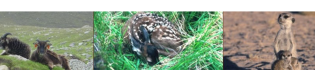 Three images (from left to right): two Soay sheep, a Red deer, an adult meerkat and a meerkat pup.