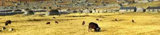 Soay sheep banner - sheep roaming on a grassfield.