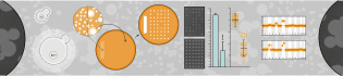 Illustration of cells in black, white, grey and orange