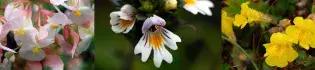 Collage of 3 plants: A pink and white flowered Begonia grandis, A white and lilac flowered Eufrasia officinale, and a yellow flowered Erythranthe peregrina
