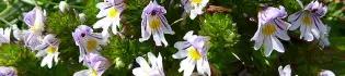 Photo of a Euphrasia plant with many white and lilac flowers with yellow centres