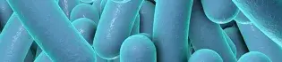 WallaceLab-Engineering-Microbiology-Chemical-Synthesis-Slide