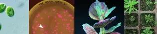 Four images in collage, green plant cells, pink luminous cells in a dish, a flourescent plant under UV light and seed tray with small plants growing in cells