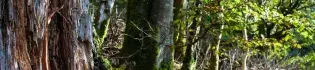 Horsfall-Banner