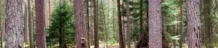 Photo of a forest at the tree trunk level, lots of pine tree trunks, needles and yellowing leaves