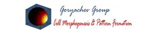 Goryachev-Site-Banner
