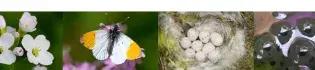 Collage of photos of a cuckoo flower, orange tip butterfly, blue tit eggs, and frog spawn. 