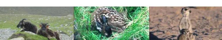 Three images (from left to right): two Soay sheep, a Red deer, an adult meerkat and a meerkat pup.