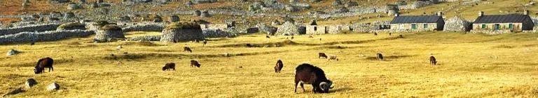 Soay sheep banner - sheep roaming on a grassfield.