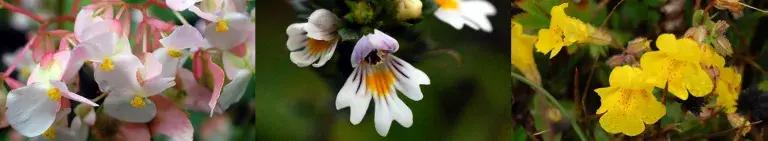 Collage of 3 plants: A pink and white flowered Begonia grandis, A white and lilac flowered Eufrasia officinale, and a yellow flowered Erythranthe peregrina