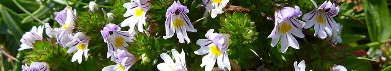 Photo of a Euphrasia plant with many white and lilac flowers with yellow centres
