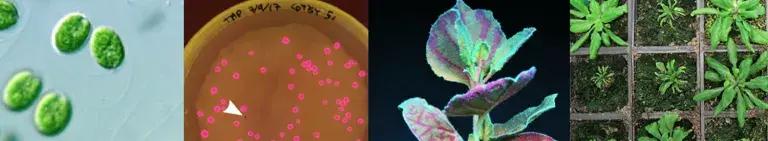 Four images in collage, green plant cells, pink luminous cells in a dish, a flourescent plant under UV light and seed tray with small plants growing in cells