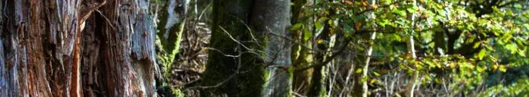 Horsfall-Banner