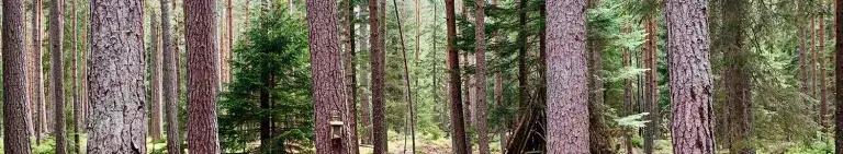 Photo of a forest at the tree trunk level, lots of pine tree trunks, needles and yellowing leaves