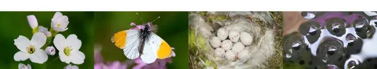 Collage of photos of a cuckoo flower, orange tip butterfly, blue tit eggs, and frog spawn. 
