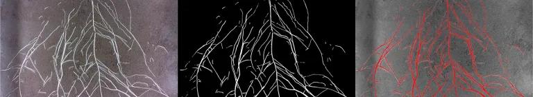 Collage of 3 pictures of chickpea roots spreading down from the top of the page, they are in white against grey background, white against black background and red against grey background