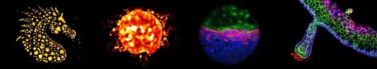 Website banner containing a gallery of four microscopy images