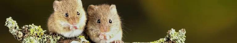 Photo of two wild mice sitting on a branch next to one another