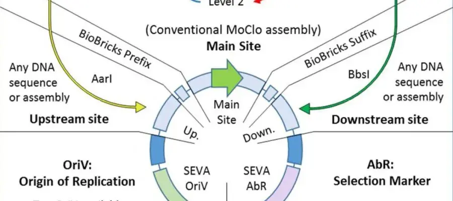 Schematic from the Valenzuela-Ortega, M. & French, C.E. (2019) article.