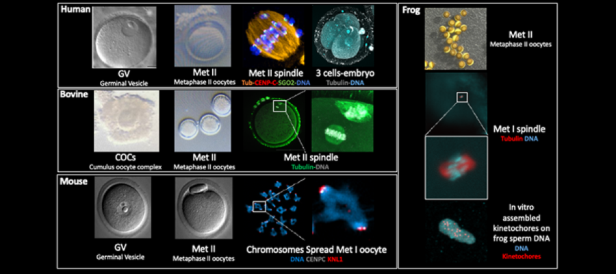 Photo of various zoocyte