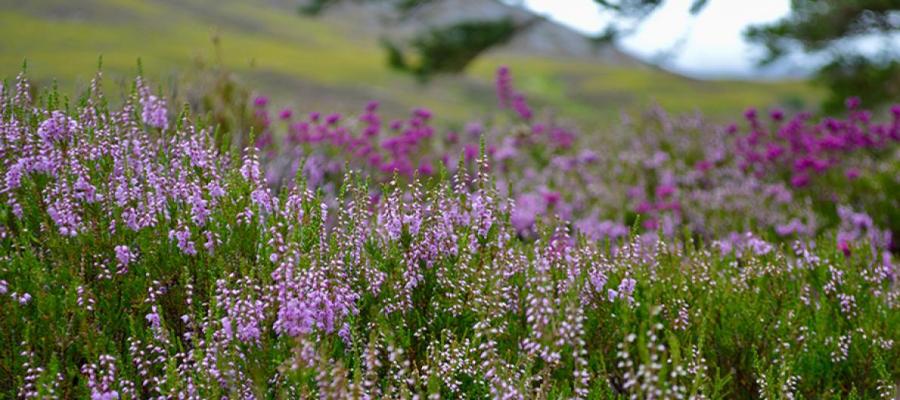 lavender