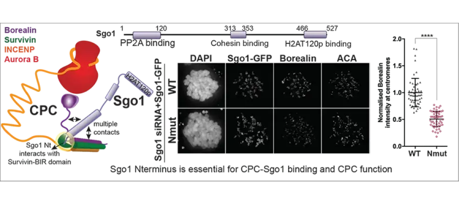 Image from lab paper