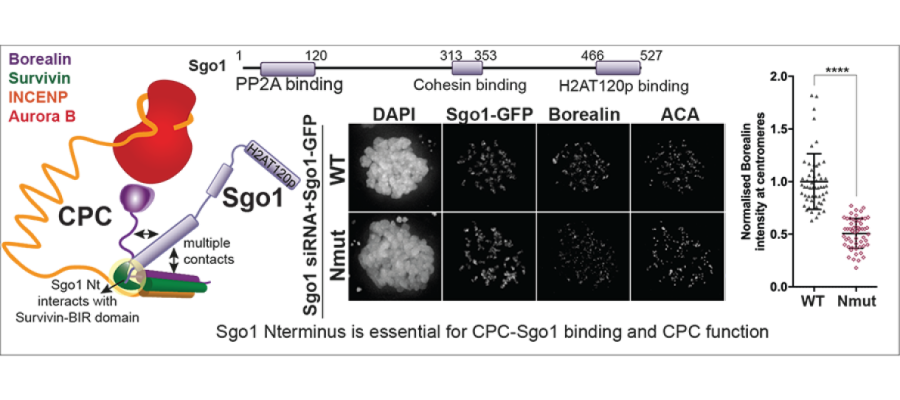 Image from lab paper