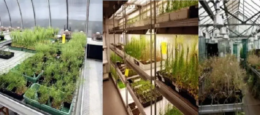 plant_growth_facilities