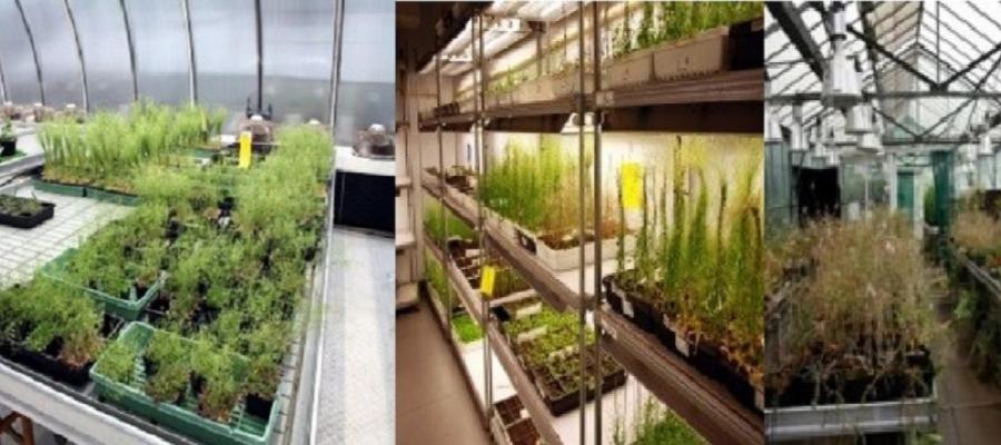 plant_growth_facilities