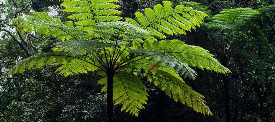 tree_fern