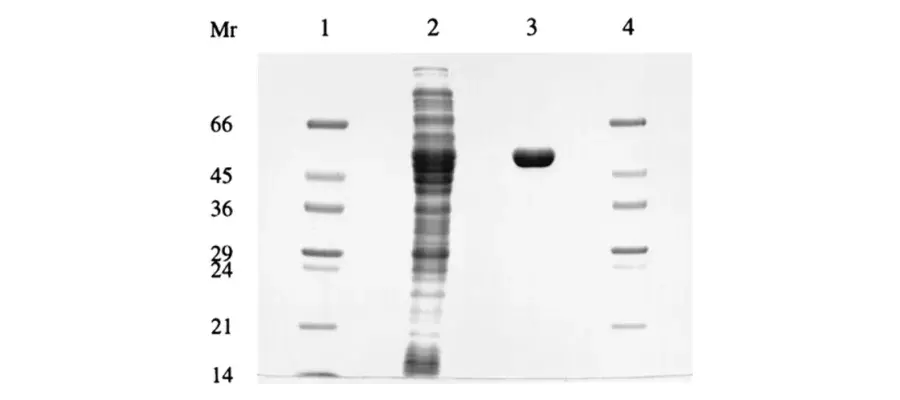 Diagram for Boonstra et al (1999) - see text for article link.