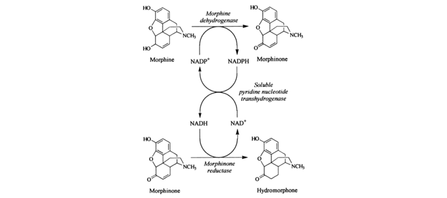 Diagram for Boonstra et al (2000) - see text for article link.