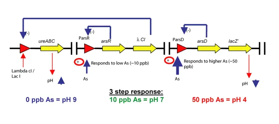 Diagram for French (2007) - see text for article link.