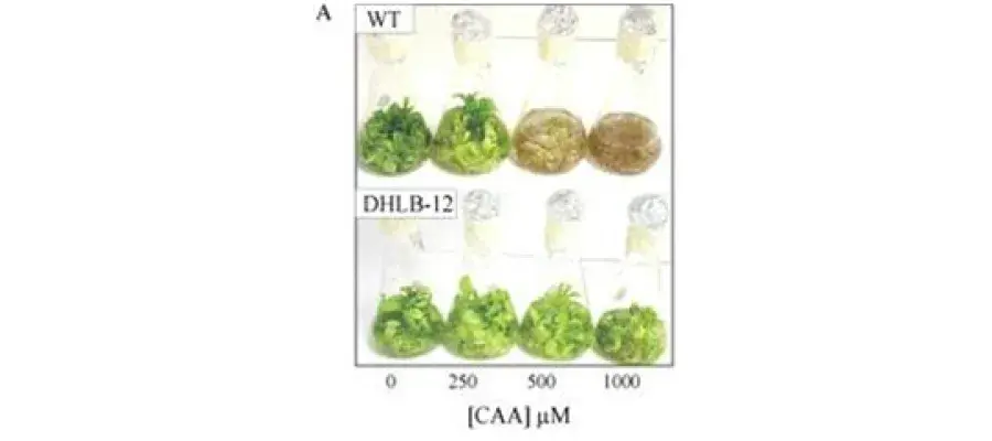 Diagram for Mena-Benitez et al (2008) - see text for article link.