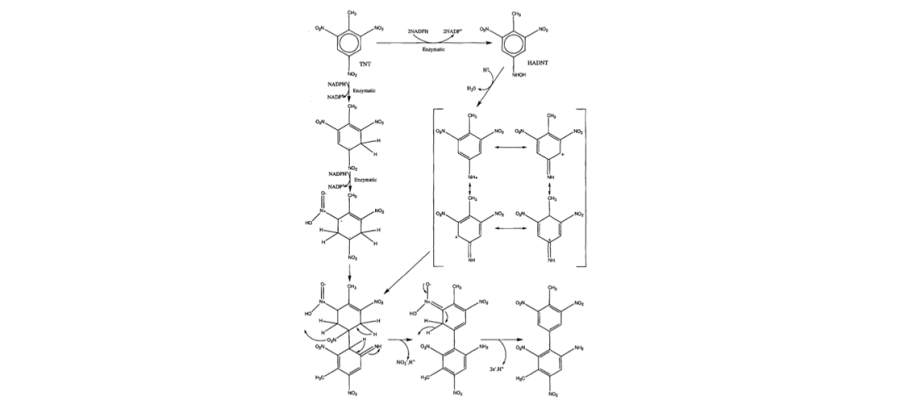 Diagram for Rosser et al (2001) - see text for article link.
