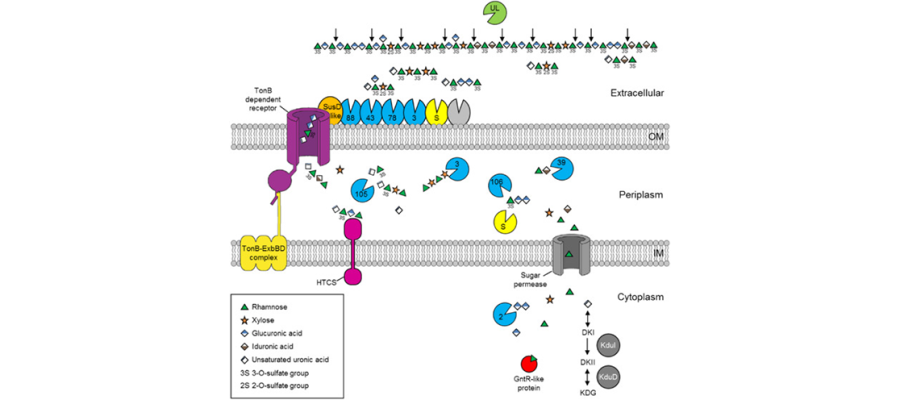 Diagram for Salinas and French (2017) - see text for article link.
