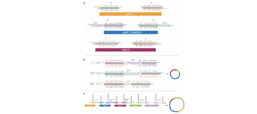 Diagram for Trubitsyna et al (2015) - see text for article link.