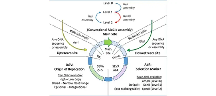 Diagram for Valenzuela-Ortega and French (2019) - see text for link to article.