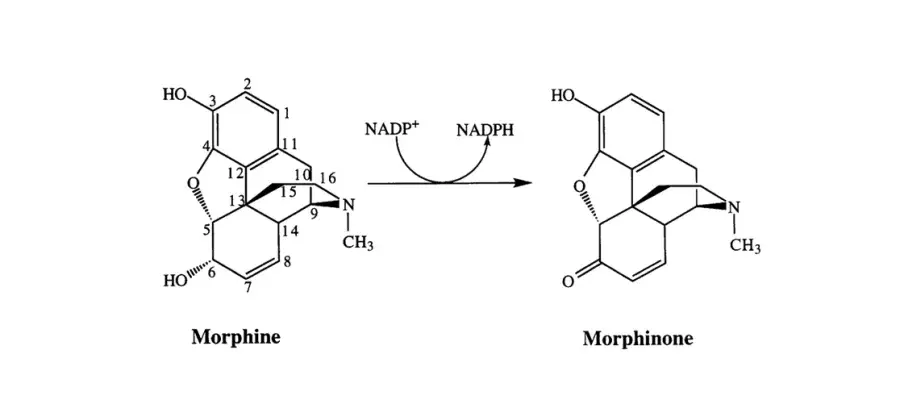 Diagram for Walker et al (2000) - see text for article link.
