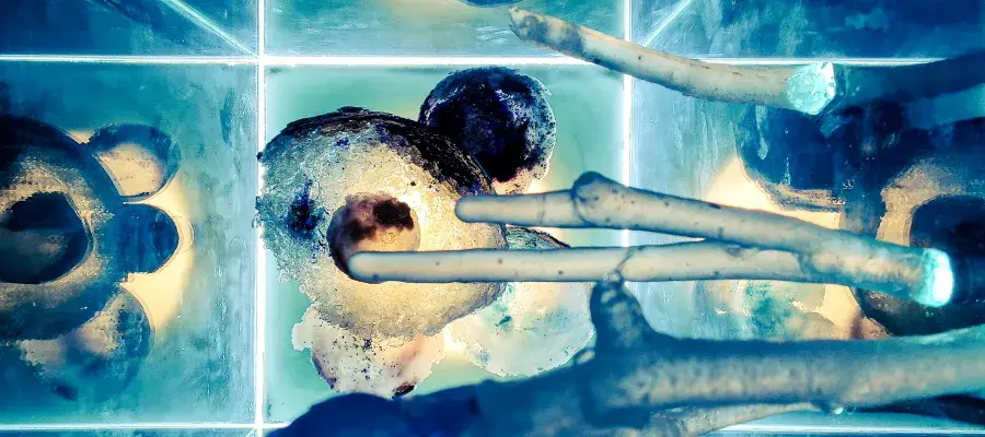 Artistic photo of "The Inner Forest" artwork.
