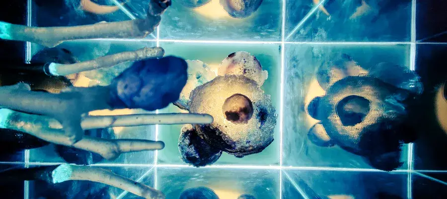 Artistic top-down shot of "The Inner Forest" main artwork.